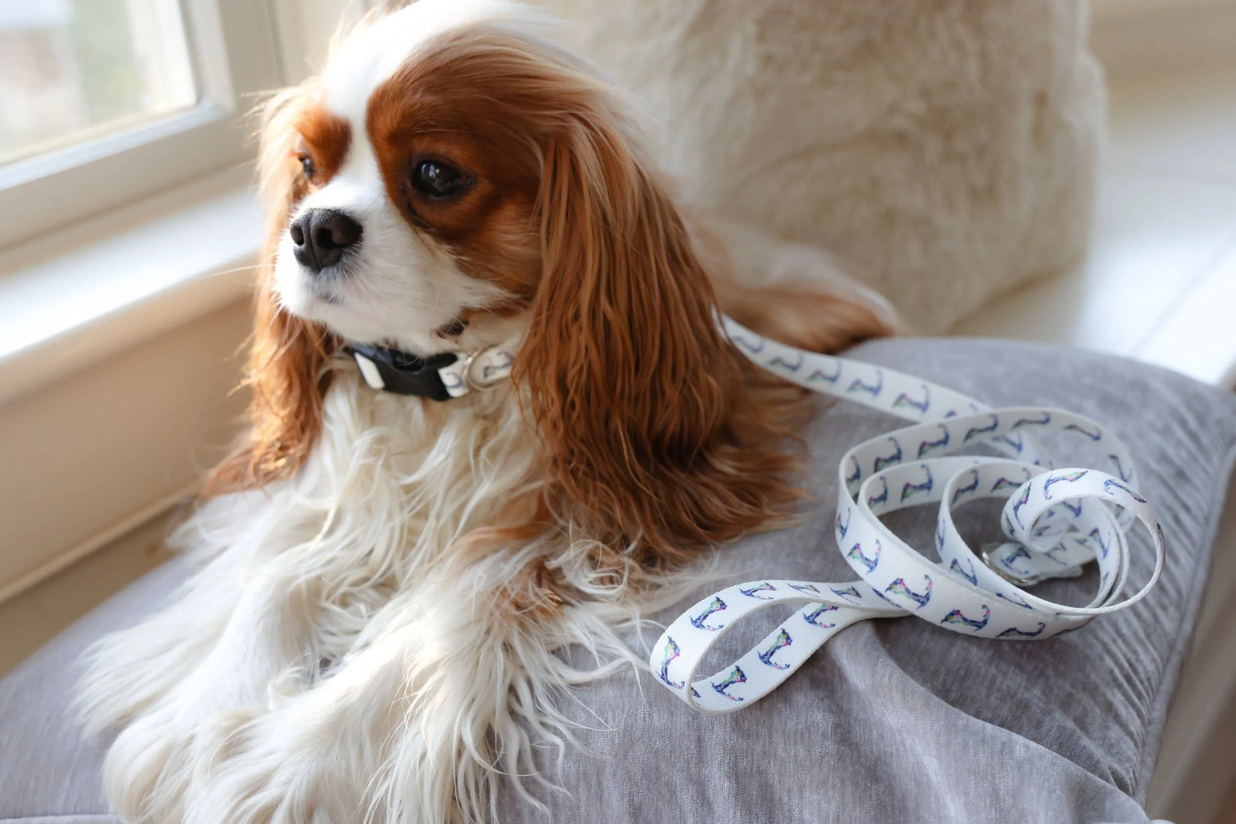 Cape Cod Dog Collar: M/L
