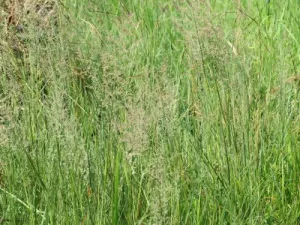 Eragrostis gummiflua - Gum Grass / Ornamental Grass - Indigenous grass - 10 Seeds